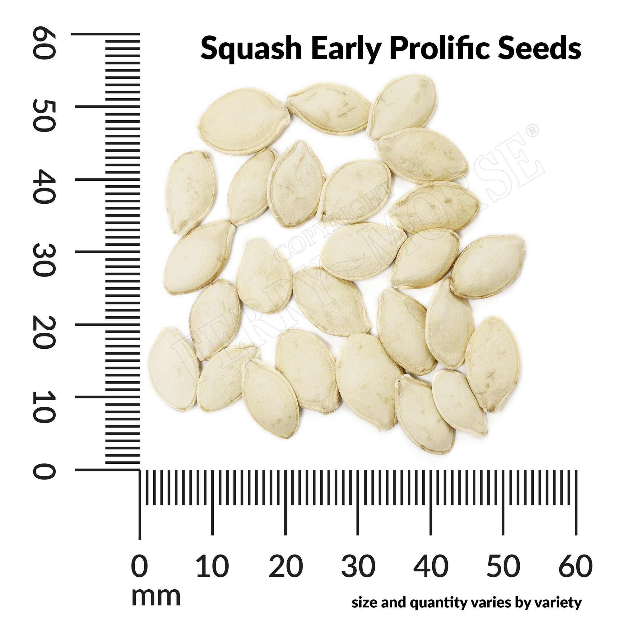 Squash early prolific seed spill and measurement